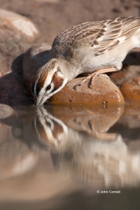 Chondestes-grammacus;Lark-Sparrow;One;Sparrow;Wild-Animal;aviafauna;avifauna;bir